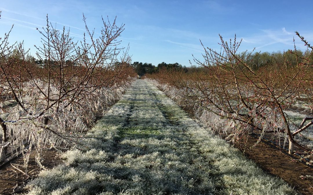 Frost Protection Methods for Fruit